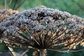 Plant cow-parsnip Sosnovsky Heracleum with seeds in autumn.