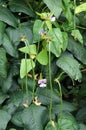 Plant of the cowpea Vigna unguiculata