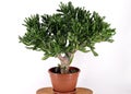 plant Crassula ovata hobbit (Crassula ovata hobbit) - home money tree