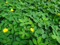 Plant of the creeping peanut with small yellow flowers