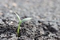 Plant on crevice asphalt road