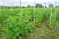 Plant of cucumber