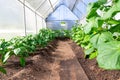 plant cucumber and bell pepper with bright green leaves in a greenhouse in the village. Hot sunny summer day. Selective focus. Ov Royalty Free Stock Photo