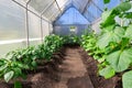 Plant cucumber and bell pepper with bright green leaves in a greenhouse in the village. Hot sunny summer day. Selective focus. Ove Royalty Free Stock Photo