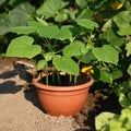 Plant Cucumber Growing On Pot In Garden. Royalty Free Stock Photo