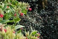 Pulmonaria rubra - a species of plants from the borage family