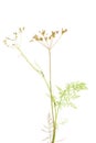 Plant cumin Royalty Free Stock Photo