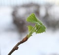 Plant Royalty Free Stock Photo