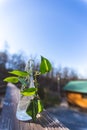 Plant cutting sprouting roots in vintage glass jar next to log cabin