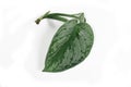 Plant cutting with stem and single leaf of a tropical `Scindapsus Pictus Exotica` pothos houseplant with satin texture