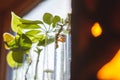 Plant cuttings on window sill close up