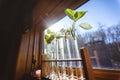 Plant cuttings on window sill