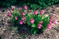 Plant Cypripedium calceolus or lady`s-slipper with group purple-pink flowers and green leaves.