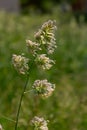 Plant Dactylis against green grass.In the meadow blooms valuable fodder grass Dactylis glomerata.Dactylis glomerata, also known as