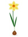 A plant a daffodil on a white background.