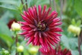 Deep Red Purple Crysanthemum Flower - Symbol for Passion and Love Royalty Free Stock Photo