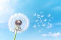 Plant dandelion flower blowball nature fragility summer seeds macro spring sky softness flying Royalty Free Stock Photo