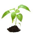 Plant in dark soil isolated Royalty Free Stock Photo