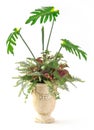 Plant decoration in clay pot