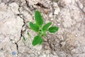 Plant in desert