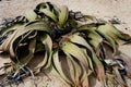 Plant in desert sand