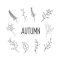 Plant design elements. Drawings of plants in the style of doodle. Autumn vector decor