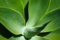 Plant detail agave atteniata closeup