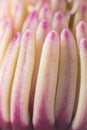 Plant detail of magnolia pistil Royalty Free Stock Photo