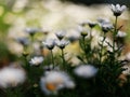 Details of white flowers in the park