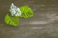 Plant detail on wood, nature Royalty Free Stock Photo