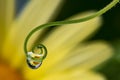 Plant with dew drops - macro