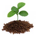 Plant in Diammonium phosphate fertilizer