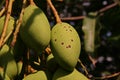 Plant disease, anthracnose on mango fruit