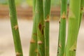 Plant disease on asparagus stem