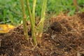 Plant disease on asparagus stem