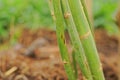 plant disease on asparagus stem