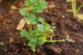 Plant disease, celery leaf blight from fungus