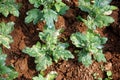 Plant disease on chrysanthemum leaf, white rust disease