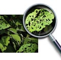 Plant Disease