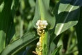 Corn smut (Ustilago maydis) on corn.