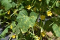 Plant disease on cucumber leaf