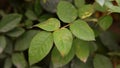 Plant disease, downy mildew disease symptom on rose`s leaf Royalty Free Stock Photo