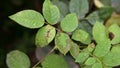 Plant disease, downy mildew disease symptom on rose`s leaf Royalty Free Stock Photo