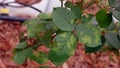 Plant disease, downy mildew disease symptom on rose`s leaf Royalty Free Stock Photo