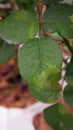 Plant disease, downy mildew disease symptom on rose`s leaf Royalty Free Stock Photo