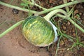 Plant disease, fruit rot on pumpkin fruit