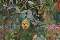 Plant disease, fungal leaves spot disease on roses causes the damage on rose