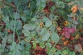 Plant disease, fungal leaves spot disease on roses causes the damage on rose