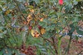 Plant disease, fungal leaves spot disease on roses causes the damage on rose