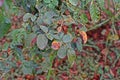 Plant disease, fungal leaves spot disease on roses causes the damage on rose